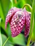 Fritillariaflower